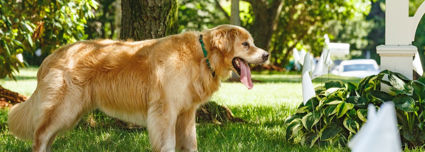 DogWatch of the Piedmont, Oak Park, VA | Outdoor Hidden Dog Fences Slider Image