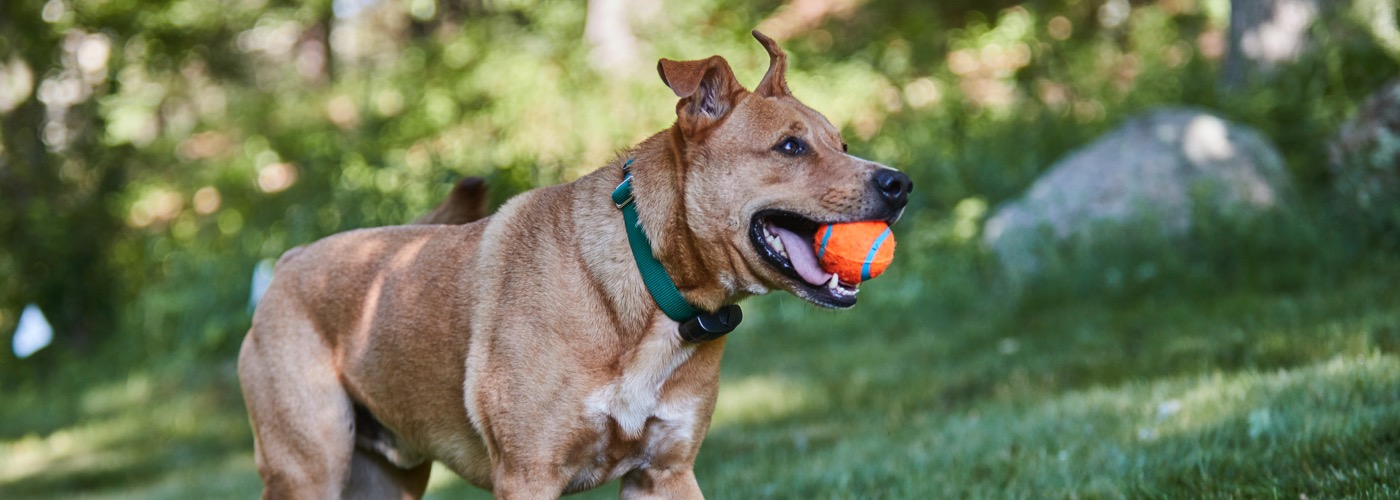 DogWatch of the Piedmont, Oak Park, VA | ProFenceX Slider Image